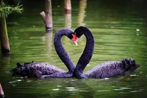 长隆飞鸟乐园拍鸟攻略,广州长隆飞鸟乐园可以摸哪些鸟