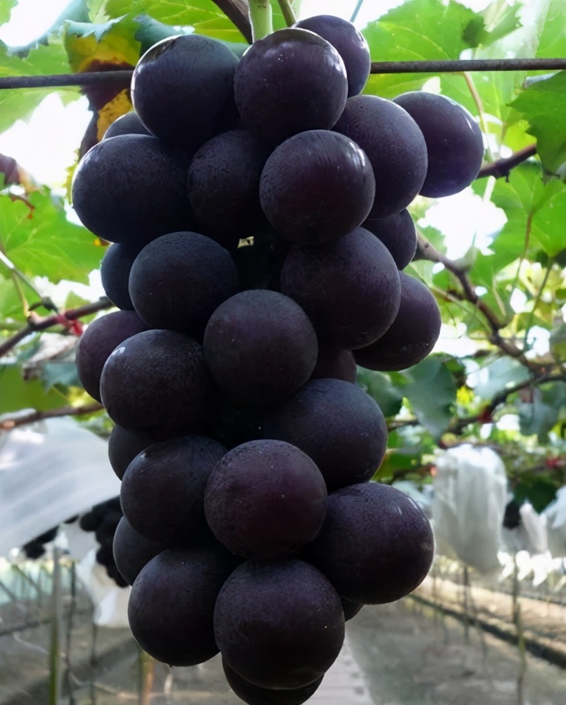 巨峰葡萄种植技术讲解,蒲江巨峰葡萄优质丰产栽培技术