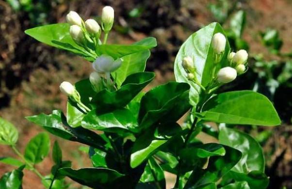 这5种花晒不死太阳越大开花越多,常见3种花天热休眠