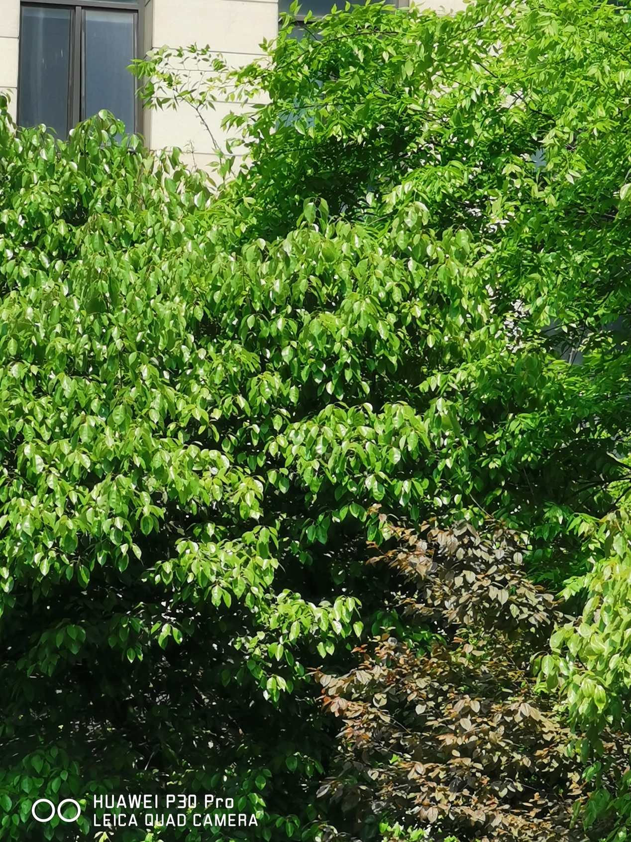 华为p30相机参数是多少,一张图告诉你华为p30拍照