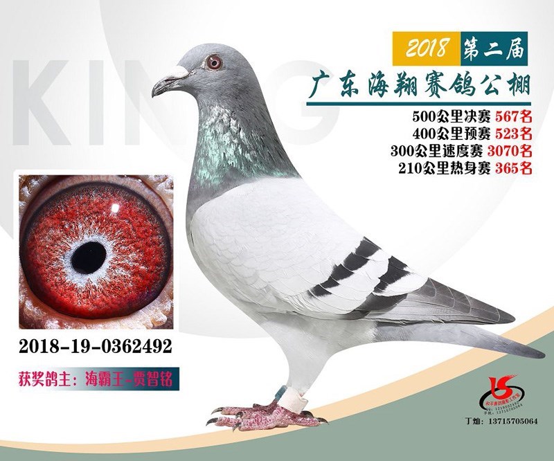 海霸王詹森纪录,冠霖公棚2017年获奖鸽欣赏