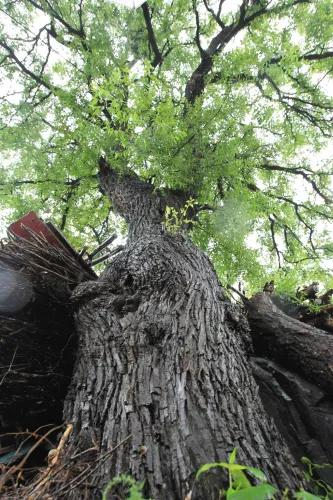 几种吉祥富贵的植物,最适合家里养的十大开花植物