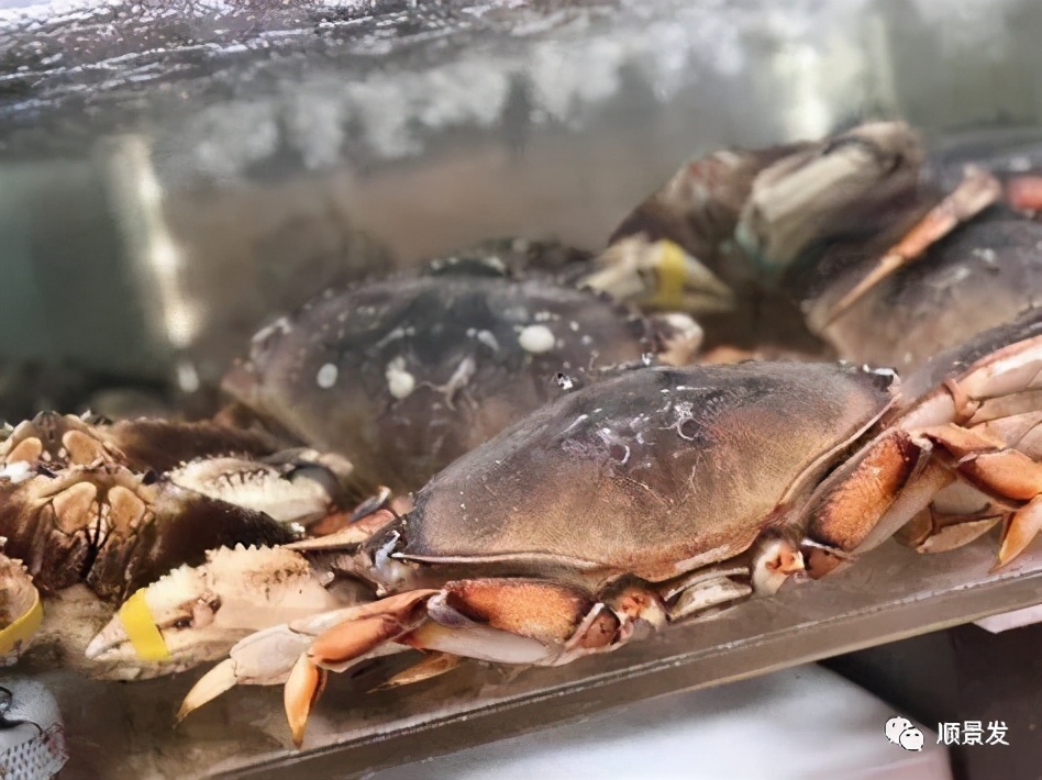 海捕船冻和鲜活船冻区别在哪里,熟冻海鲜跟冷冻海鲜有什么区别