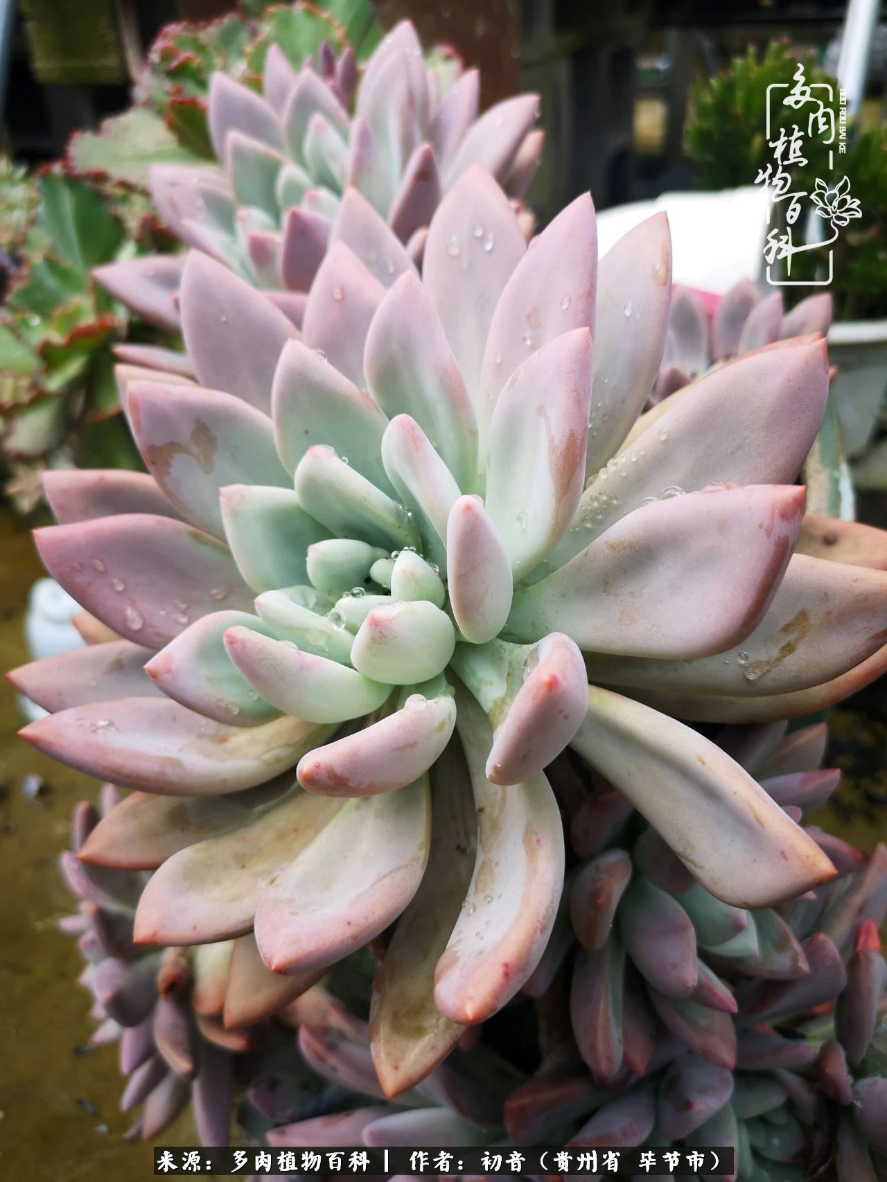 和多肉共度美好时光,与多肉一起成长