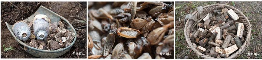 贵州道地药材天麻,道地药材天麻之乡