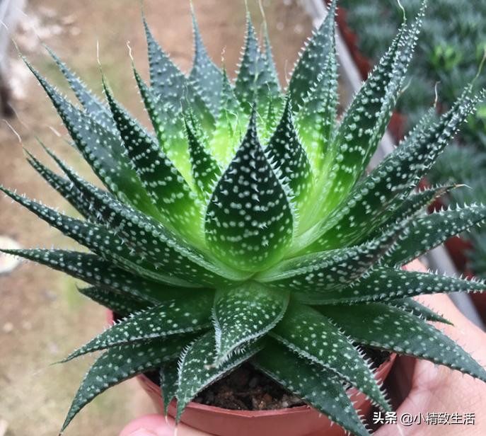 除甲醛绿植第一名又好养,除甲醛最有效果的绿植