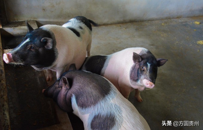 这个夏日，看这个美女如何在浙江乌村的第一百种玩法
