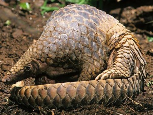 “硬化皮肤是长出外壳吗”保护方式千千万万种，这种真是绝了