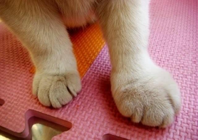 猫咪被蜜蜂蛰了伤口有脓头,猫咪被蜜蜂蛰了的图片