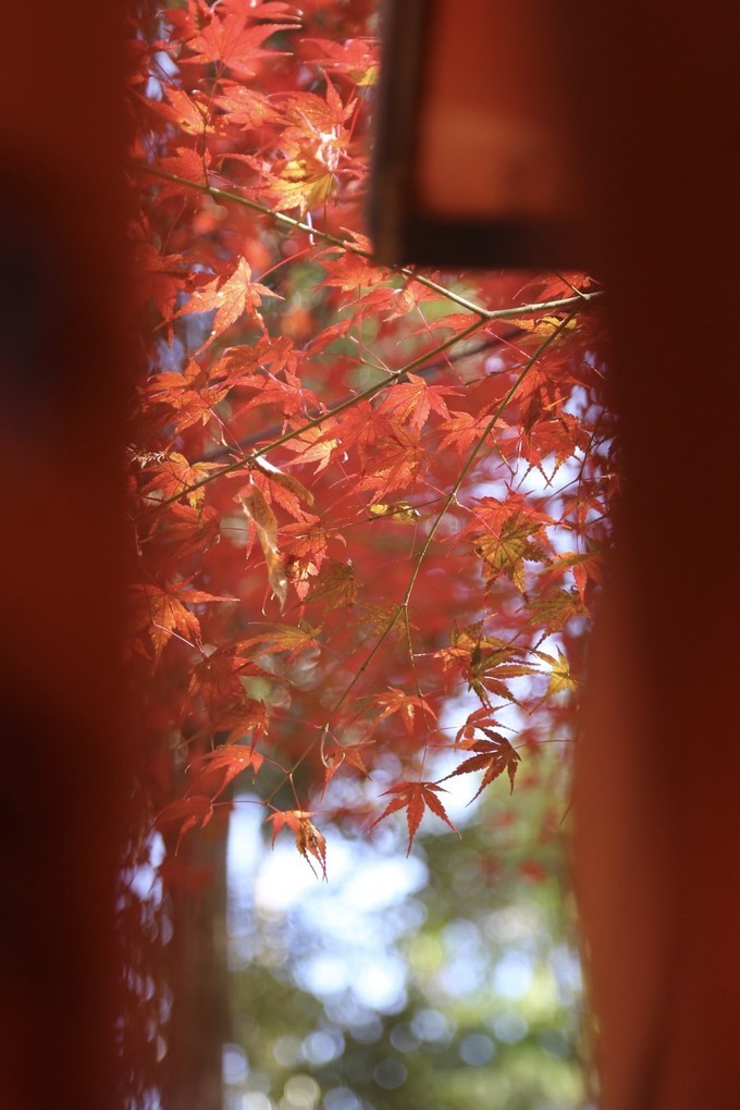 日本京都枫叶季旅游攻略,日本关西赏枫旅游攻略