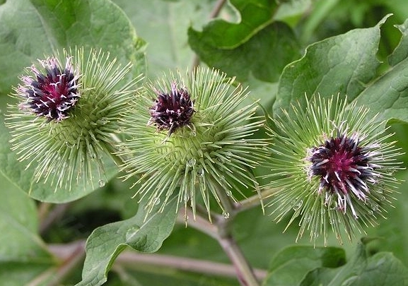 本草纲目牛蒡子的功效与作用,牛蒡性味归经及功效与作用