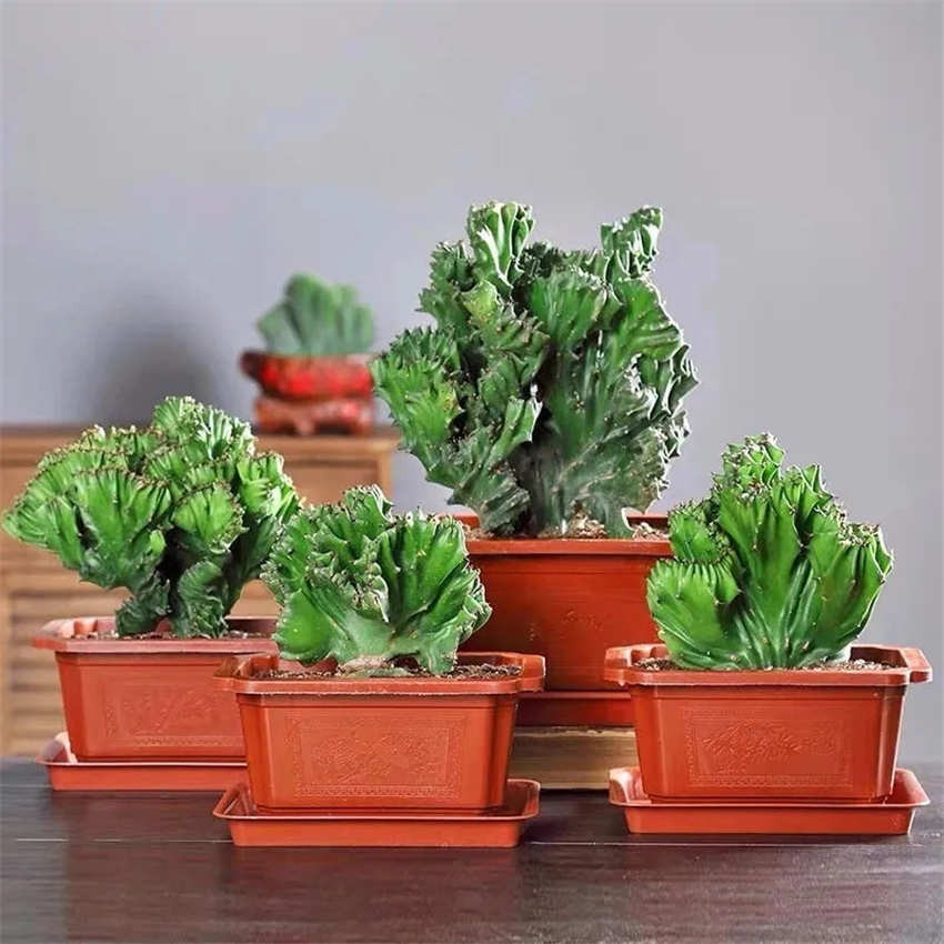 天然加湿器适合种什么绿植,空气加湿器种什么植物好