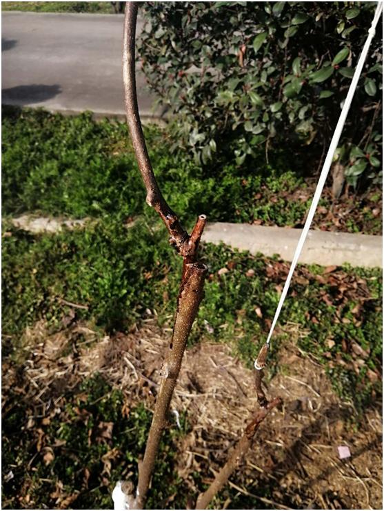 猕猴桃溃疡病什么时间防治,猕猴桃溃疡病治疗新技术