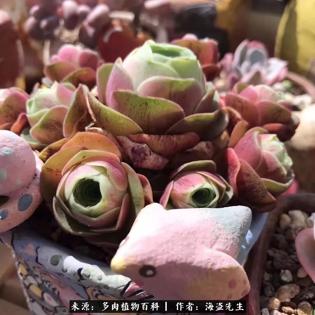 介绍多肉生长特点,多肉植物科普讲解图片视频