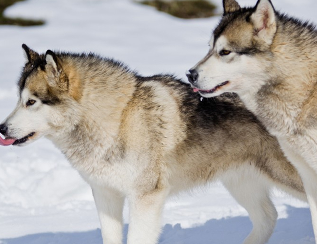 像哈士奇一样的小土狗是什么狗,比哈士奇还像狼的犬种