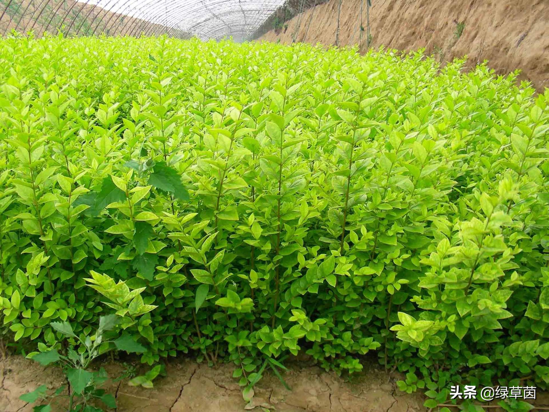 小叶女贞绿篱造型方式,小叶女贞做绿篱一般一平方多少棵