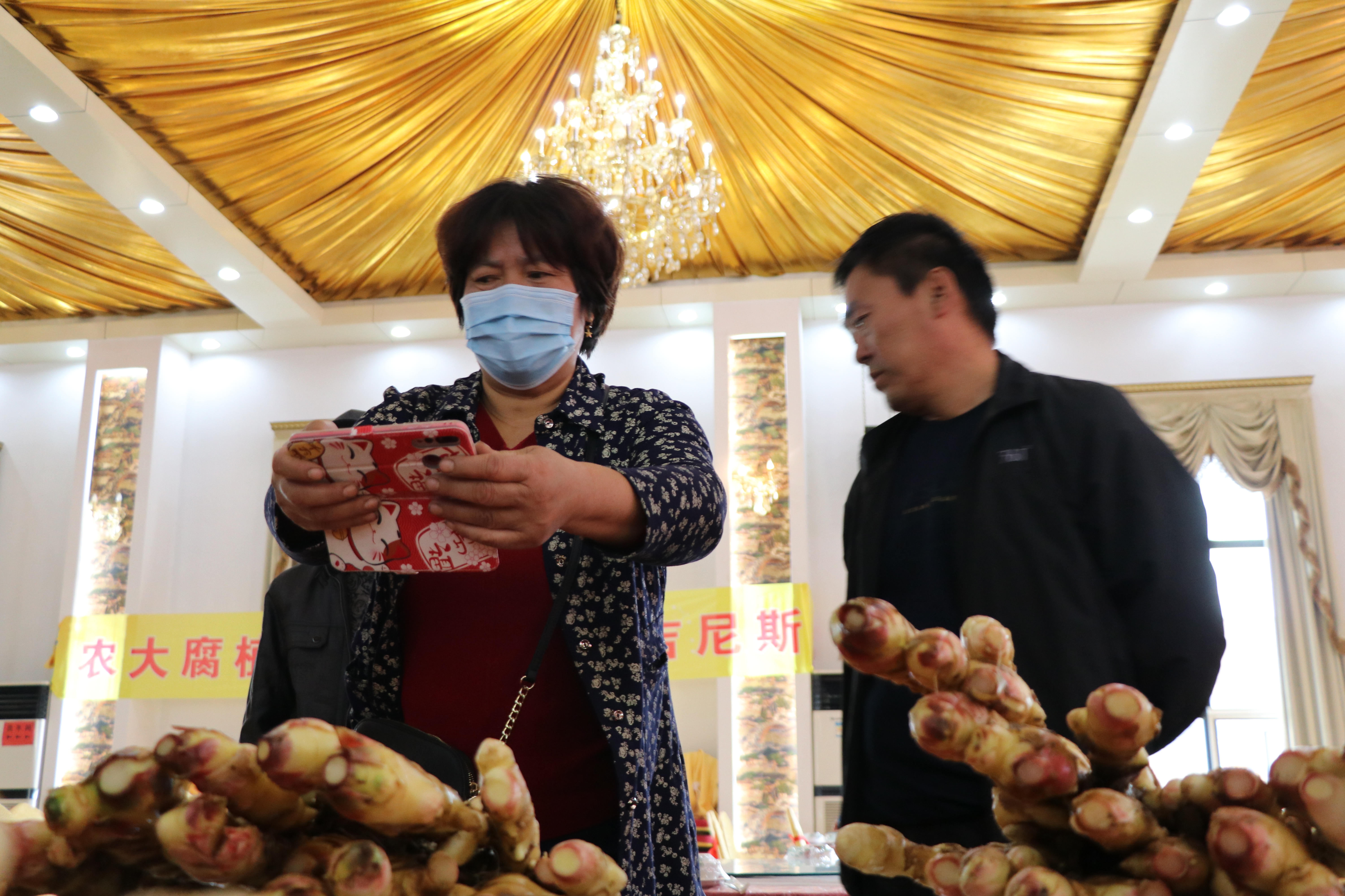 大姜获高产,山东农大肥业获得吉尼斯世界纪录