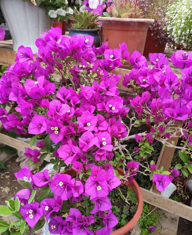 养花10年浇水技巧,花卉浇水干湿循环几天最好