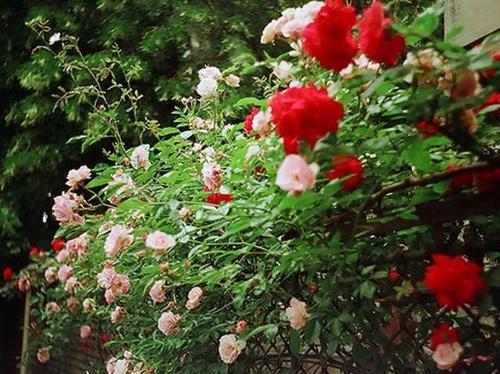 铅笔有什么不常见的用处,铅笔的五个用途