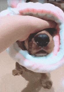 第1次想养纯种狗应该怎么挑,纯种狗和不纯种哪个好养