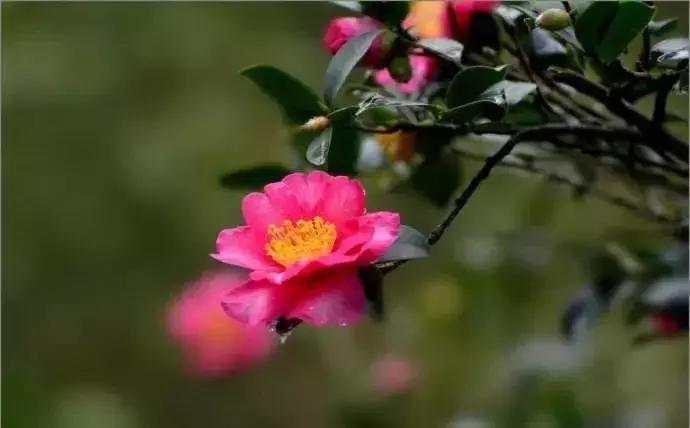 三月赏雨赏花,三月适合去哪儿看花