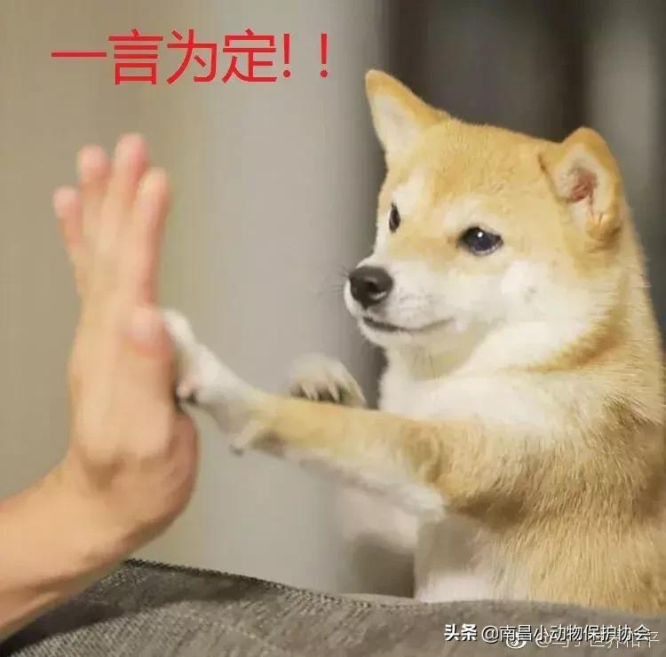 治疗狗皮肤病最见效的药,狗子皮肤病治愈全过程