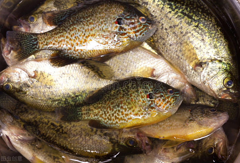 太阳鱼入侵四川哪些区域,太阳鱼能在河流里存活吗