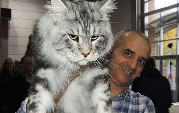 缅因库恩猫和缅因猫区别在哪里,猫咪鉴赏直播