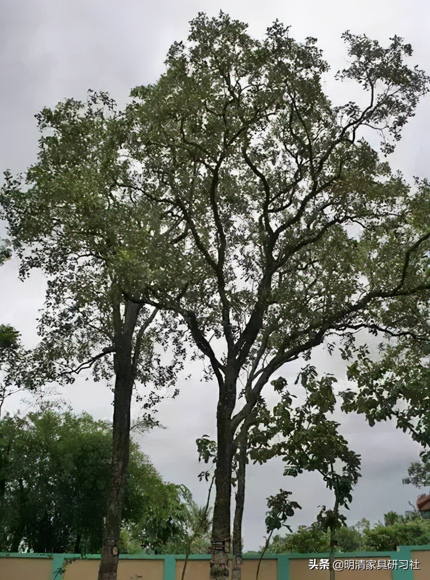 一文读懂沉香,一文读懂瓷器