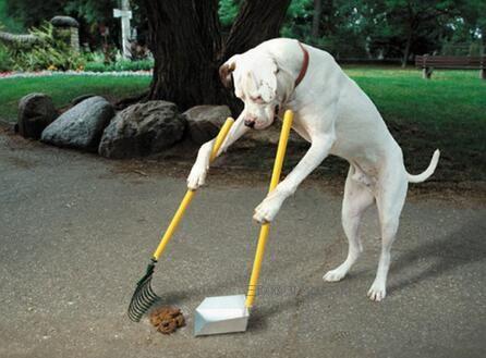 遛狗时狗狗撒尿怎么清理,外出遛狗正确处理狗粑粑的方法