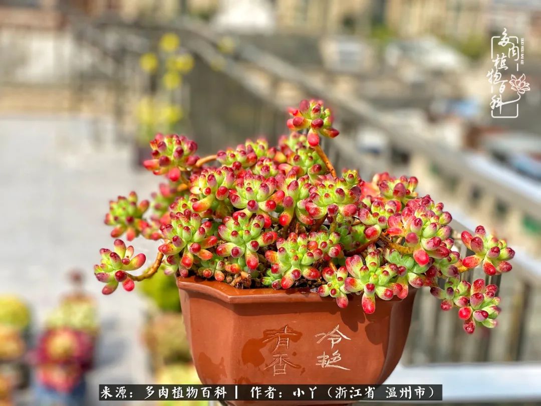 祖上无院家里无矿，一腔浪漫情怀付诸楼顶造花