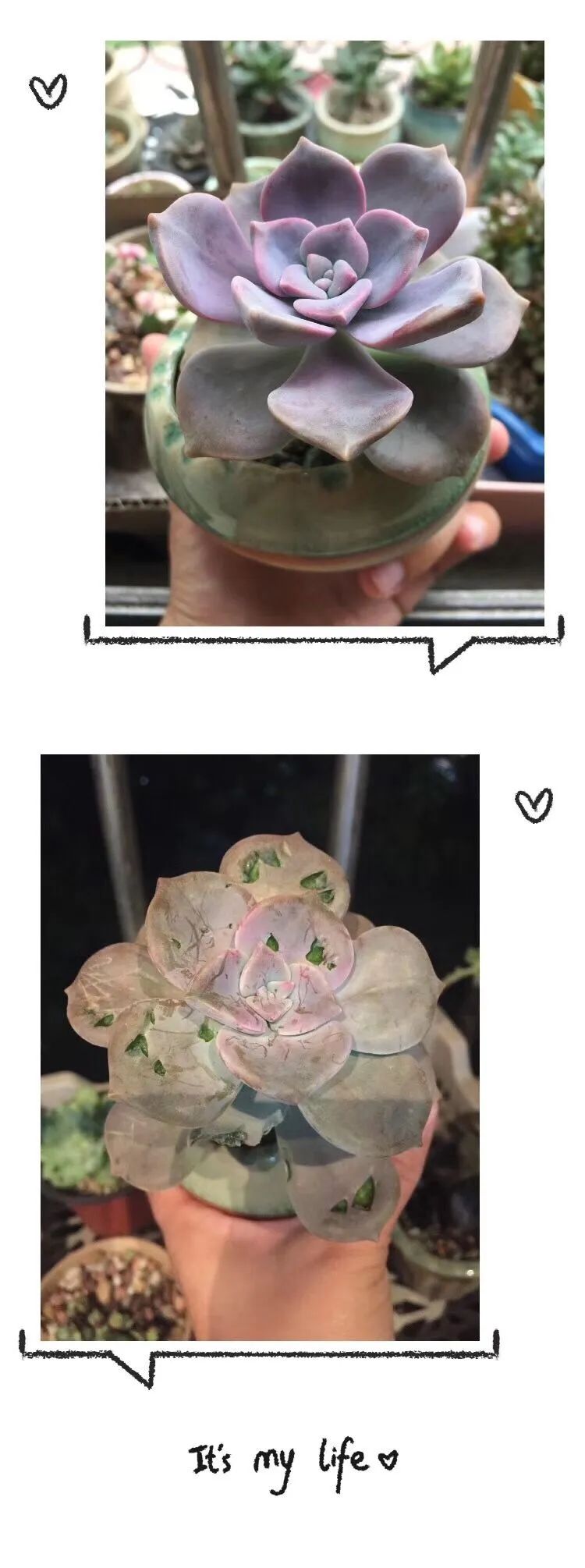 一见倾心二见,一见倾心二见倾城三见定终身