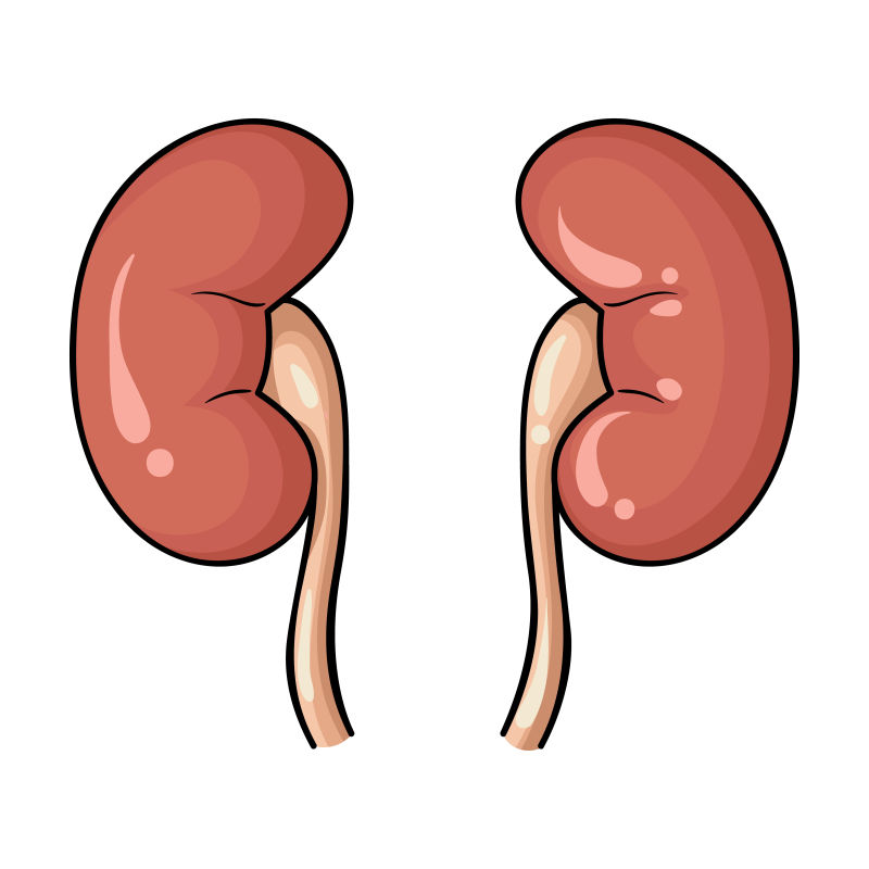 养肾护肾十个妙招,养肾护肾的方法和注意事项