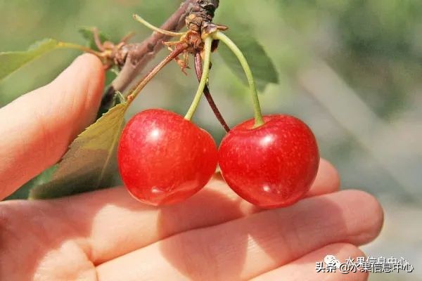 卖樱桃8块一斤十五块两斤的视频,一斤樱桃多少钱