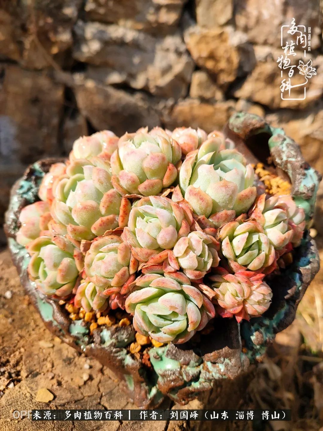 冬季室温20度以上多肉怎么养,贵的不一定就是好的便宜的