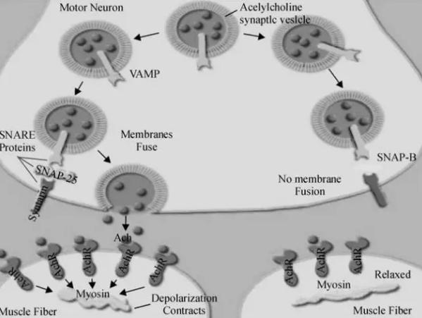 用抗皱六胜肽对肌肤造成伤害,抗皱原液六胜肽的抗皱原理