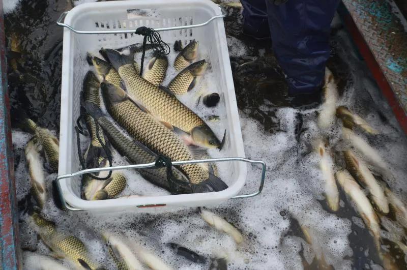 武安市绿色田园现代农业示范园区,武安绿色田园现代农业