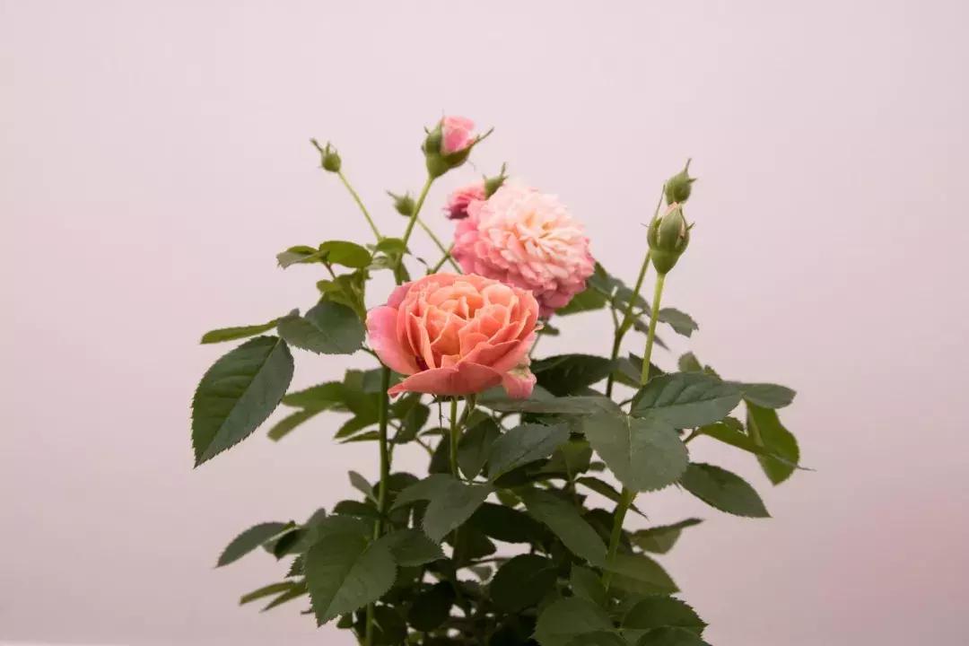 教师节感念师恩征文,教师节感激师恩的简短句子