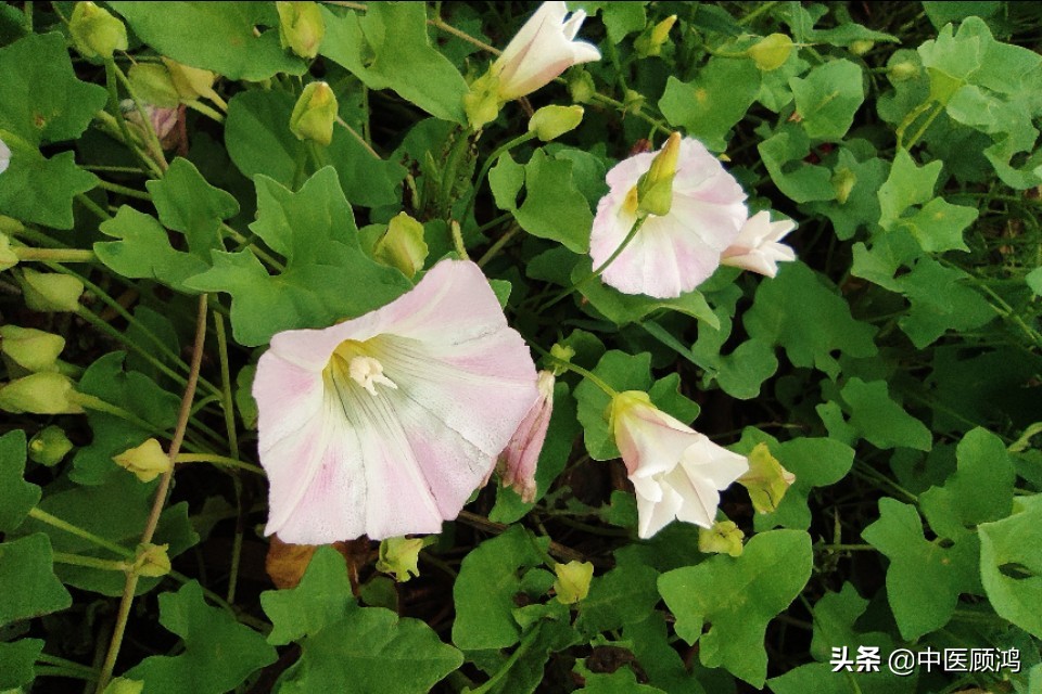 伤寒论当中有多少方剂用桂枝,伤寒论桂枝类方总结