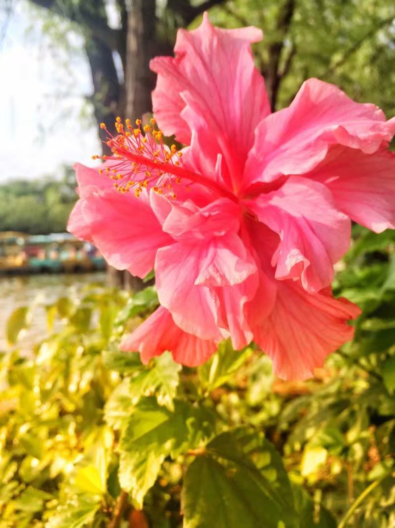 我眼中的昆明,昆明春之城