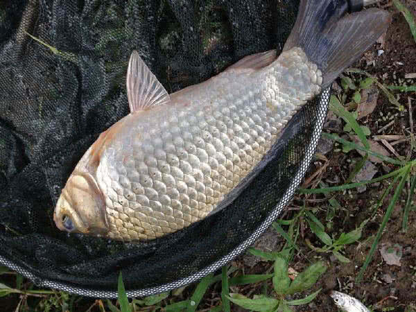 白鲫是白甲鲫鱼吗,白鲫钓大鲫鱼视频