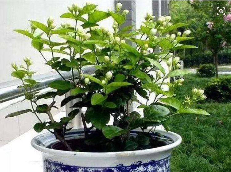 茉莉养不好,茉莉养着养着就没叶子了