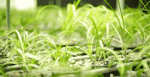 汪字兰花历史,汪姓文化传承