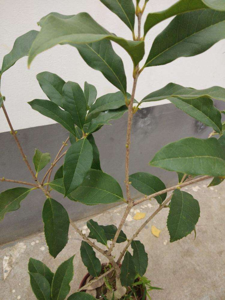 桂花怎么换盆注意事项,桂花换盆需要注意什么