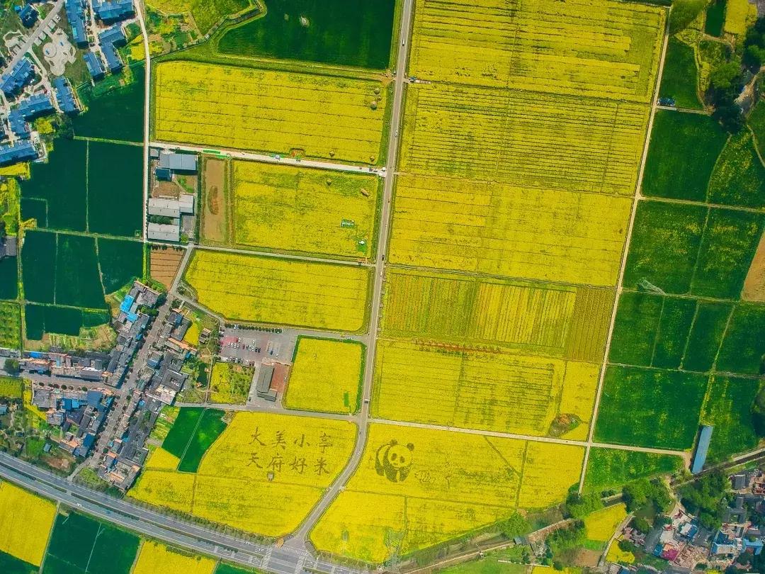 最美的花送给大家共赏,最美的花送给大家观赏