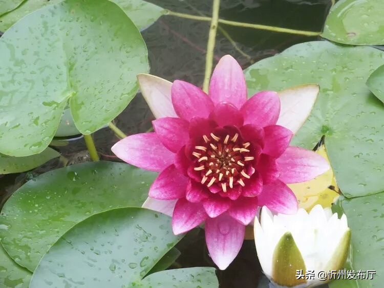 忻州国力花园二期在哪个位置,忻州国力花园五期和国力新城二期