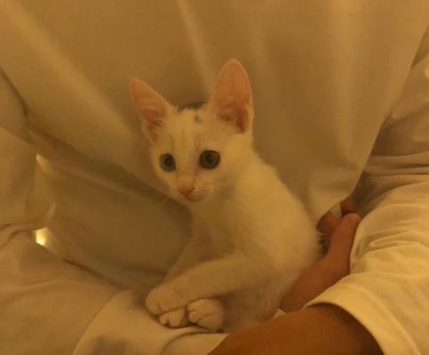 救助流浪猫被粘鼠胶,流浪猫粘鼠板救猫