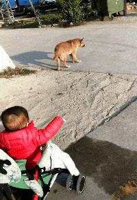 搞笑动态小短腿图,搞笑动图gif骑自行车