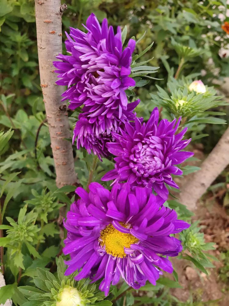 归老宁无五亩园，读书本意在元元