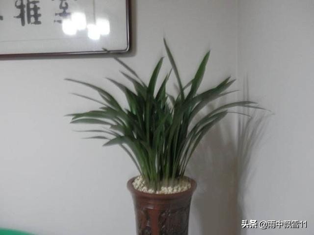 兰苗叶长黑斑原因,兰叶有黑斑是什么原因